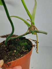 Philodendron Florida Beauty x Mayoi Variegata vergrünt