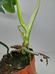 Philodendron Florida Beauty x Mayoi Variegata vergrünt