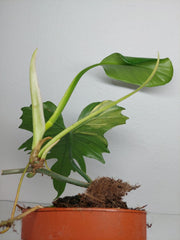 Philodendron Florida Beauty x Mayoi Variegata vergrünt