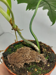 Philodendron Florida Beauty x Mayoi Variegata vergrünt