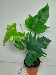 Philodendron Florida Beauty x Mayoi Variegata vergrünt