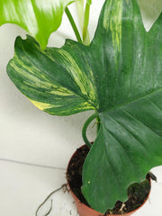Philodendron Florida Beauty x Mayoi Variegata vergrünt