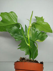 Philodendron Florida Beauty x Mayoi Variegata vergrünt