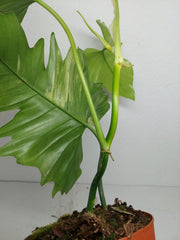 Philodendron Florida Beauty x Mayoi Variegata vergrünt