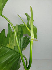 Philodendron Florida Beauty x Mayoi Variegata vergrünt