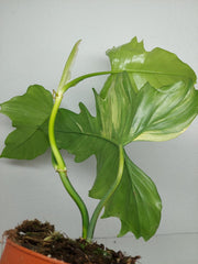Philodendron Florida Beauty x Mayoi Variegata vergrünt