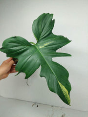 Philodendron Florida Beauty x Mayoi Variegata vergrünt