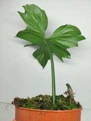 Philodendron Florida Beauty x Mayoi Variegata vergrünt
