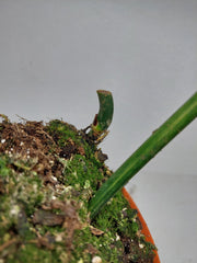 Philodendron Florida Beauty x Mayoi Variegata vergrünt
