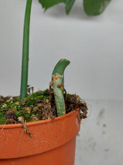 Philodendron Florida Beauty x Mayoi Variegata vergrünt