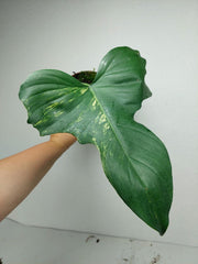 Philodendron Florida Beauty x Mayoi Variegata vergrünt