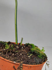 Philodendron Florida Beauty x Mayoi Variegata vergrünt