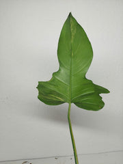 Philodendron Florida Beauty x Mayoi Variegata vergrünt