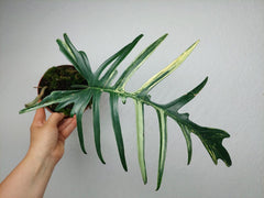 Philodendron Florida Beauty x Tortum Variegata vergrünt