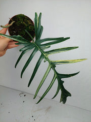 Philodendron Florida Beauty x Tortum Variegata vergrünt
