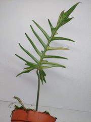 Philodendron Florida Beauty x Tortum Variegata vergrünt