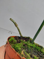 Philodendron Florida Beauty x Tortum Variegata vergrünt