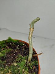 Philodendron Florida Beauty x Tortum Variegata vergrünt