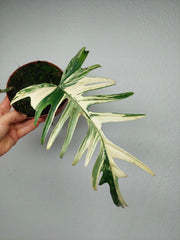 Philodendron Florida Beauty x Tortum Variegata vergrünt