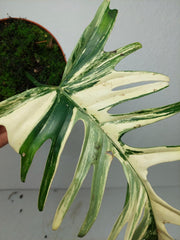 Philodendron Florida Beauty x Tortum Variegata vergrünt