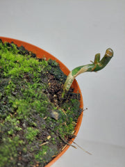 Philodendron Florida Beauty x Tortum Variegata vergrünt