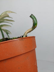 Philodendron Florida Beauty x Tortum Variegata vergrünt