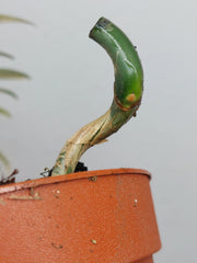 Philodendron Florida Beauty x Tortum Variegata vergrünt