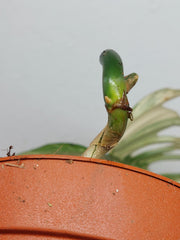 Philodendron Florida Beauty x Tortum Variegata vergrünt