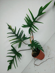 Philodendron Florida Beauty x Tortum Variegata vergrünt