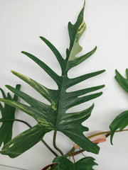 Philodendron Florida Beauty x Tortum Variegata vergrünt
