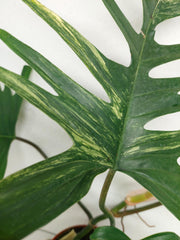Philodendron Florida Beauty x Tortum Variegata vergrünt