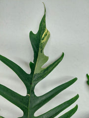 Philodendron Florida Beauty x Tortum Variegata vergrünt