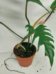 Philodendron Florida Beauty x Tortum Variegata vergrünt