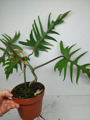 Philodendron Florida Beauty x Tortum Variegata vergrünt