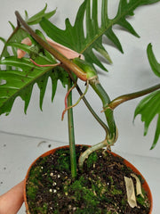 Philodendron Florida Beauty x Tortum Variegata vergrünt