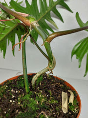 Philodendron Florida Beauty x Tortum Variegata vergrünt
