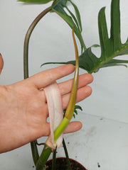 Philodendron Florida Beauty x Tortum Variegata vergrünt