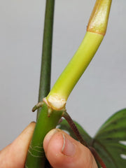 Philodendron Florida Beauty x Tortum Variegata vergrünt