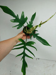 Philodendron Florida Beauty x Tortum Variegata vergrünt