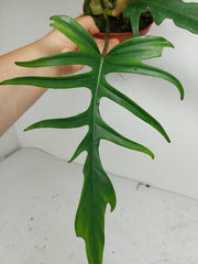 Philodendron Florida Beauty x Tortum Variegata vergrünt