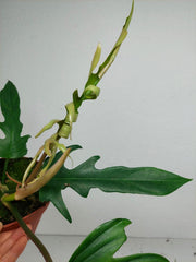 Philodendron Florida Beauty x Tortum Variegata vergrünt
