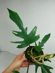 Philodendron Florida Beauty x Tortum Variegata vergrünt