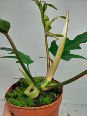 Philodendron Florida Beauty x Tortum Variegata vergrünt