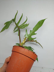 Philodendron Florida Beauty x Tortum Variegata vergrünt