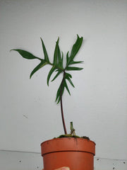 Philodendron Polypodiodes Variegata
