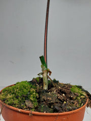 Philodendron Polypodiodes Variegata