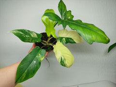 Philodendron Florida Beauty x Bipennifolium Variegata