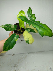 Philodendron Florida Beauty x Bipennifolium Variegata