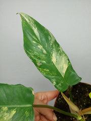 Philodendron Florida Beauty x Bipennifolium Variegata