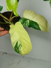 Philodendron Florida Beauty x Bipennifolium Variegata